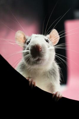 Photo d’une souris qui nous observe, curieuse. Illustration du chapitre 2 de l’émission : Les hommes, les femmes, Mars et Vénus, du podcast Méta de Choc. Ce chapitre s’intitule : Des souris et des nourrissons.