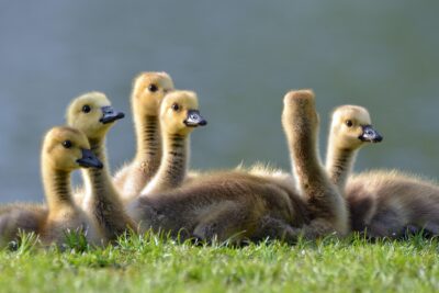 Photo de six oisons, installés sur de l'herbe verte.