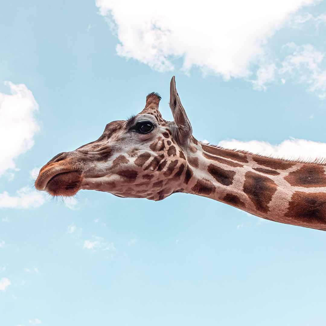 Image de la série - Photo du profil d'une tête de girafe avec son cou. Le fond est un ciel bleu. Le regard de la girafe se porte sur nous.
