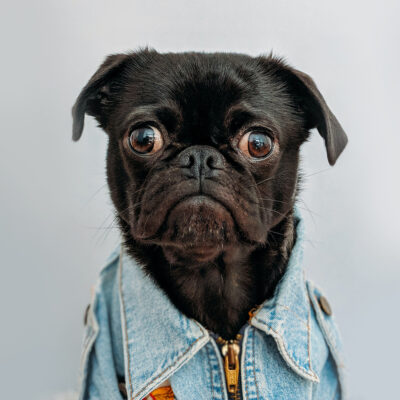 Photo de face d'un buste de chien de race carlin. Il est habillé d'une veste en jean pour chien et a l'air triste.