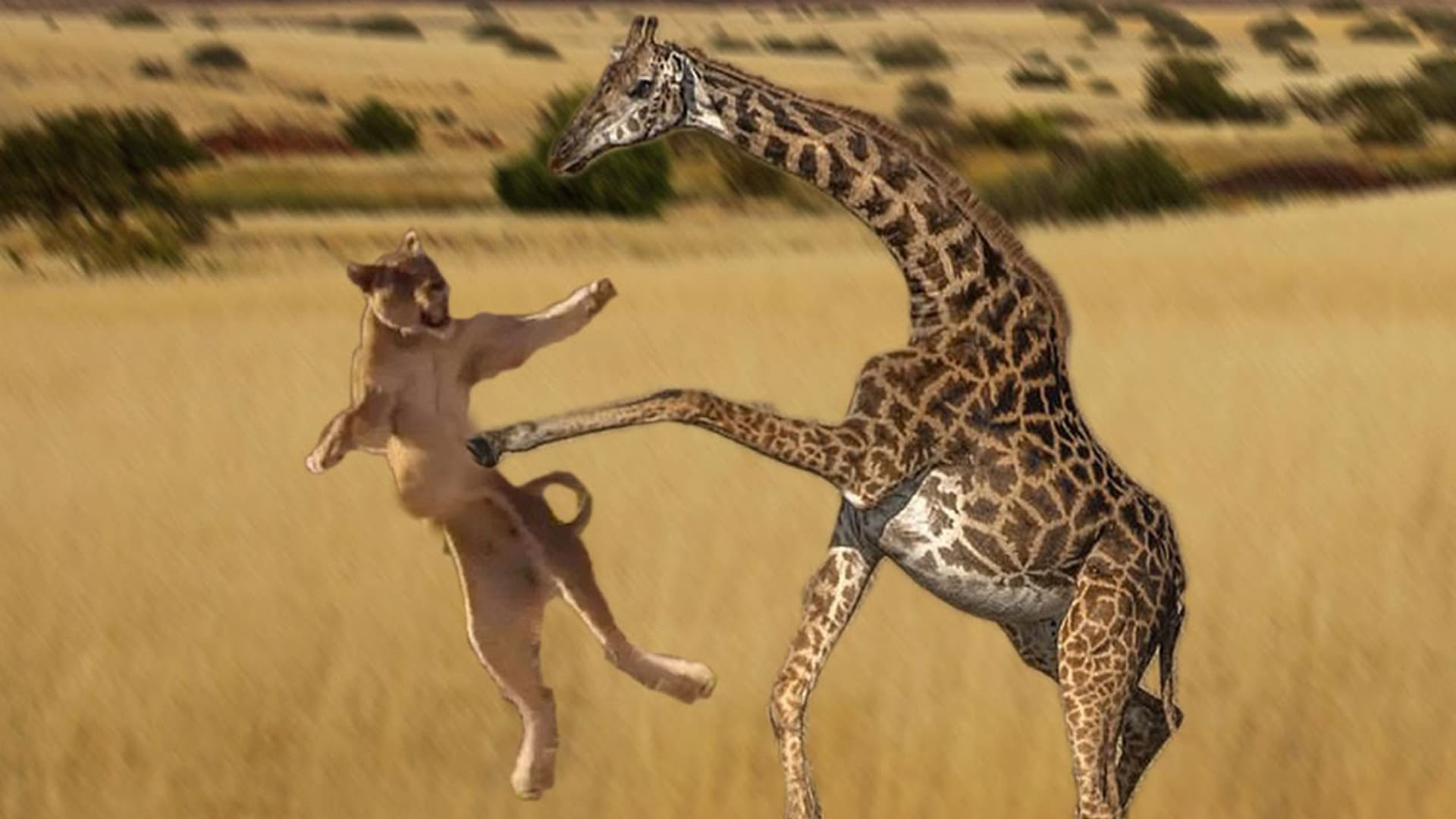 Illustration Le kick de la girafe