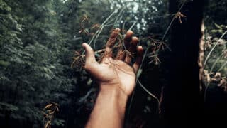 Une main tient délicatement les fruits d’une plante pour les observer. Illustration de l’émission : Ésotérisme et écologie politique, du podcast Méta de Choc.